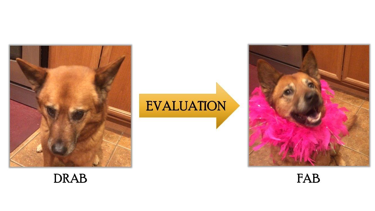 Babushka, the original HARC canine, helps illustrate how evaluation can take impact statements from drab to fab!
