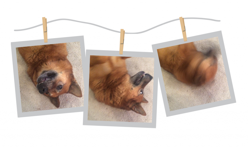Babushka, our faithful HARC dog, sneezing while upside down